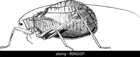 . Die Cambridge Natural History. Zoologie. OETHOPTEEA COJVTIA CHAPTEE XIII^ U £ D-LOGVii" nDAE, GEEEN GRASSHOPPEES, KATYDIDS Fam. Vii. Locustidae - Grüne Heuschrecken. Ortho" jptera, mit sehr langen feinen Antennen aus vielen mehr als dreißig Gelenke; Hinterbeine länger als die anderen, an der Basis dick. Tarsi mit vier Gelenke. Vordere Tibiae in der Regel Organe vorgesehenen ivith tympanal ijlaced das Knie; beloiv stridu-lating Apparat der Männer, wenn vorhanden, auf der basalen Teil der tegmina verorten. Frauen in der Regel eine längliche tvith ex-serted ovipositor, durch die Anlagerung von sechs Stücke gebildet. Wingl Stockfoto