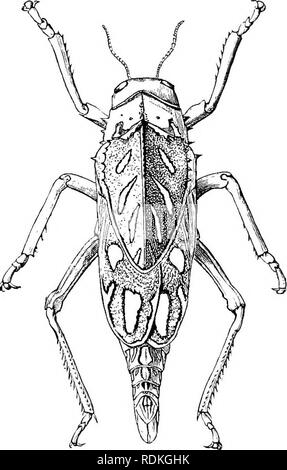 . Die Cambridge Natural History. Zoologie. 302 ORTHOPTERA bekannt, aber sind weit verbreitet in den Tropen der Alten und ISTew" Welten verteilt. Xothing was auch immer scheint ihre Gewohnheiten oder ihrer Entwicklung bekannt sein. Der Stamm Pneumorides umfasst eine noch kleinere Zahl von Arten, die für die sehr abscheulicher und bemerkenswerte Heuschrecken, groß, mit kurzen Antennen, und mit dem halsschild verlängert und Haube - wie; sie sind eigenartige nach Südafrika. Obwohl eine der bemerkenswertesten von Insekten, sind wir nicht in der Lage, alle Informa- tionen, ihre Gewohnheiten zu geben. Es würde von der Form ihrer Beine erscheinen Stockfoto