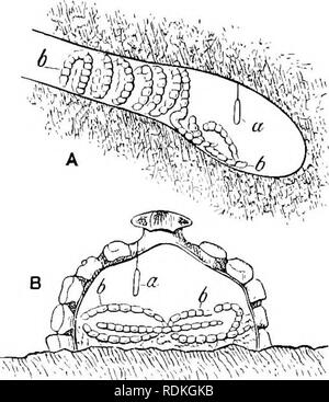 . Die Cambridge Natural History. Zoologie. EUMENIDAE DIPLOPTERA WESPEN - 73 in der Mitte der. fossorial Hymenoptera), sondern der Beweis dafür scheint nicht, er existiert, und wenn es ihm so, das Stechen nicht vollständig die Raupen der Fähigkeit der Bewegung entziehen, weil sie die Macht über ihre Kiefer besitzen und die Anschläge, oder treten mit den hinteren Teil des Körpers. Es ist klar, dass, wenn die zarte Ei des Eumenes oder die Deli - cate Larve, die Probleme von IT-Messe dieser Art waren, ist es wahrscheinlich die Zerstörung leiden wird; daher, dies zu verhindern, das Ei Stockfoto