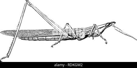 . Die Cambridge Natural History. Zoologie. Kapitel XII OETHOPTEEA WEITERHIN ACEIDIIDAE Fam. Vi. Acridiidae - Heuschrecken und Heuschrecken. Orthoptera tvith die Hinterbeine, die sich von den anderen ly leing mehr verlängern und Ihren femora breiteren in der Nähe der Basis. Antennen kurz, mit weniger als 30 Gelenken. Ko gilts ovipositor bei weiblichen. Tarsi kurz, ivith drei verschiedene Gelenke. Die auditive Orgel auf der Seite des oberen" Teil der ersten abdominal Segment platziert.. Abb. 165.- Tryxalis nasiita, weiblich. Natürliche Größe. Europa. Beginnen wir die Betrachtung der saltatorial Orthoptera mit der Familie Stockfoto