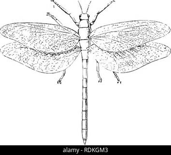 . Die Cambridge Natural History. Zoologie. Abb. 163. âTitanophasma fayoli. Karbon Ausbildung in Commentry. xi. (FromZittel.) von Scudder zu der Familie und sogar auf einer Gattung noch vorhandenen in der Xew WorldâAgathemera; das Fragment ist jedoch so defekt, und die Gemeinschaftsware teristic Punkte des Phasmidae sind so wenig, aber es ist offensichtlich, dass nicht viel Vertrauen können. l) e auf den Zeitraum 1997 bis 2001 aufgestellt. Keine Phasmid hat ausgegraben aus mesozoischen Schichten, so dass, mit Ausnahme der Fragment gerade erwähnt, nichts, dass offenbar die Ijelongs Phasmidae entdeckt wurde, die älter als die n Stockfoto