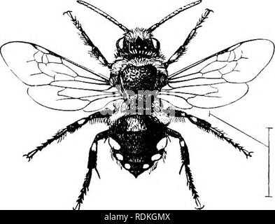 . Die Cambridge Natural History. Zoologie. Ich PARASITISCHE BIENEN DENUDATAE 3 ICH Rennen. Warum sollten Sie die Kreaturen? Sofern die Parasiten nicht in jedem unmannerly ¥ ay mit dem Gastgeber und ihre Arbeit stören, gibt es keinen Grund, warum Letztere ihre Präsenz sollte erneut gesendet. Die wilde Biene, die Dichtungen der Zelle, wenn es darin ein Ei gelegt hat, und dann bleibt es für immer, hat keine Vorstellung von der Form ihrer Nachkommen; noch nie in der Geschichte der Rasse der Andrena hat eine Larve eine perfekte Insekt gesehen und danach überlebt, hat nie eine perfekte Insekt gesehen eine Larve. Es gibt keinen Grund was - e Stockfoto