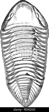 . Die Cambridge Natural History. Zoologie. Externe Zeichen 223 Körper ganz unterschiedliche ist in der Mehrzahl der Trilobiten, aber in einigen Gattungen der Asaphidae und Calymenidae (Abb. 136) Es wird mehr oder weniger vollständig überholt. In den meisten Fällen nur ein Teil der Trilobit, der erhalten wird, ist das exoskelett der dorsalen Oberfläche des Körpers bedeckt. - Das Skelett besteht größtenteils aus calcare - ous Material, und zeigt in den Abschnitten a fein perforierten Struktur. Generell es oben gewölbt ist, aber in einigen Fällen ist nur leicht konvex; im Überblick Es ist mehr oder weniger oval. Drei reg Stockfoto