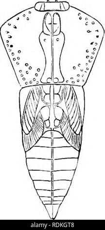 . Die Cambridge Natural History. Zoologie. Abb. 142.- PyrgomMntis Singularis, weiblich. S. Afrika. (Nach Westen - Avood.) Abb. 148.- Übersicht über Chaeradodis cancellata 9, Nymphe. (Nach Wood-Masou.) Wenn vorhanden, oft aber wenig für das Fliegen angepasst. In einigen Arten der prothorax ist an den Seiten (Bild erweitert. 135, Beroplatys sarawaca; und Abb. 143, Choeradodis cancellata), und in solchen Fällen die Umrisse des natürlichen Thorax - wenn wir diesen Ausdruck verwenden, können erkannt, der die Mitte des ungewöhnlichen Expansion sein. Die Europäische Mantis religiosa variiert in Farbe viel; in einigen Beispielen der Te Stockfoto