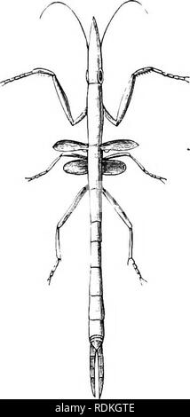 . Die Cambridge Natural History. Zoologie. 2 5 2 ORTHOPTERA, In der Gattung Pijrgomantis (Abb. 142, S. Singularis, weiblich) der Mann hat die tegniina und Flügel der normalen Größe, während in der weiblichen sie rudimentär sind. Die Vielfalt der Formen und der äußeren Erscheinung in dieser Familie ist sehr groß und de Saussure hält es eine mimetische Gruppe zu sein. In einigen Arten, einige Teile des Körpers, insbesondere die tegmina - haben sehr viel das Aussehen von Laub, und in der Regel in solchen Fällen diese Erscheinung ist auf die weibliche beschränkt, die Männer in dieser Familie, die, wie wir gesagt haben, die Organe der Flug mehr Transpa Stockfoto