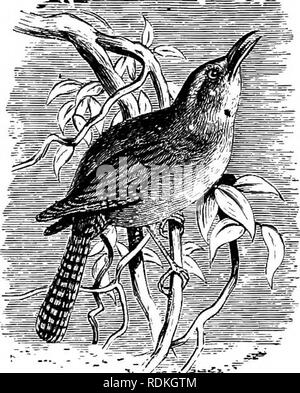 . Die Vögel von Illinois und Wisconsin. Vögel, Vögel. 686 Field Museum of Natural History - Zoologie, Vol. IX. Gattung THRYOMANES Sclater. 343. Thryomanes bewickii (AUD). Bewick's Wren. Thryothorus bewickii (AUD), A.0. Us Check Liste, 1895, S. 298. Distr.: östlichen Vereinigten Staaten, hauptsächlich südlich von 40°, West bis in die Ebenen, beiläufig Norden nach Pennsylvania, Southern Ohio Northern Indiana, Northern Illinois, Minnesota. Erwachsene: Obere Teile, dunkle Zimt Braun; zurück, ohne Bars; Rumpsteak mit verdecktem weiße Flecken; einen weißlichen oder Grauweiß super-. Bitte beachten Sie, dass diese Bilder extrahiert werden Stockfoto