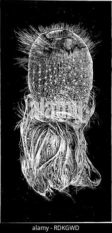 . Die Cambridge Natural History. Zoologie. HEXACTINELLIDA 205 auf die Seeanemonen. Schließlich ist die Wurzel Büschel wurde gezeigt, die der Schwamm, der allerdings auf den Kopf stellte, bis einige Japanische col-Lektoren die natürliche Posi-tion, beschrieben oder in dem, in dem sie waren gewohnt, es zu finden. "Pheronemacar - penteri durch den Blitz aus dem Norden von Schottland in 530 Klafter gefunden wurde. Der Feuerkelch - geformt, dickwandigen Körper und breiten, schlecht definierte root Büschel sind in Bild 1 dargestellt. 98, aber keine Abbildung kann Gerechtigkeit zu den Glanz seiner üppigen Profis tun - talia und zarte Haut Netzwerk mit stellate Stockfoto