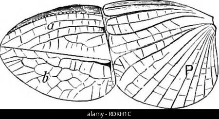 . Die Cambridge Natural History. Zoologie. Geschlossen bricht zusammen wie ein Ventilator, und verdoppelt sich auch unter den vorderen Teil (H) des Kotflügels entlang der Linie a a, Abb. 123, A, um das Ergebnis zu, die von unseren Abb. ähnlich. 124. Es wird im Bild bemerkt werden. 123, ein, dass eine kleine tri-eckige Bereich {f) an der Spitze des Flügels existiert gerade wo die Falten ein" statt, so dass, wenn die t Flügel geschlossen ist dieses kleine Stück befreit ist, wie in t, Abb. 124. In vielen Blattidae Blether, z.b. ein (Abb. 132), keine Spur von diesem kleinen intercalated Stück gefunden werden können, aber in anderen ist es in verschiedenen Graden der existiert Stockfoto