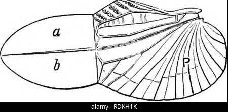 . Die Cambridge Natural History. Zoologie. Geschlossen bricht zusammen wie ein Ventilator, und verdoppelt sich auch unter den vorderen Teil (H) des Kotflügels entlang der Linie a a, Abb. 123, A, um das Ergebnis zu, die von unseren Abb. ähnlich. 124. Es wird im Bild bemerkt werden. 123, ein, dass eine kleine tri-eckige Bereich {f) an der Spitze des Flügels existiert gerade wo die Falten ein" statt, so dass, wenn die t Flügel geschlossen ist dieses kleine Stück befreit ist, wie in t, Abb. 124. In vielen Blattidae Blether, z.b. ein (Abb. 132), keine Spur von diesem kleinen intercalated Stück gefunden werden können, aber in anderen ist es in verschiedenen Graden der existiert Stockfoto