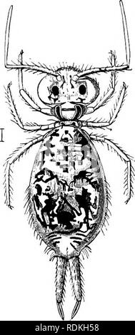 . Die Cambridge Natural History. Zoologie. Vom Ei diese Spaltungen 97.- Corynothrix Borealis: a, ventralen Rohr, 6, die Feder. (Nach TuUberg.) wahrgenommen werden. Nach dem Leben in den hinteren Teil des Thorax mit dem Bauch zusammengelegt wird, so dass es schwierig ist, die Spaltungen zu verfolgen, aber es scheint keine Informationen über die Art und Weise, in der diese Veränderung auftritt. Einige dieser Minute Insekten häufige Bäume und Büsche, und ihre Befugnisse sind springen sehr perfekt, so dass es schwierig ist, sie zu erfassen. Die Familie umfasst sowohl die Sniynthuridae und die Papiriidae von Lubbock. Die Stockfoto