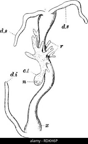 . Die Cambridge Natural History. Zoologie. 98 KREBSTIERE CIRRIPEDIA CHAP. des Darmes der Krabbe, am Bauch, alle erwachsenen Organe sind die gesamte Struktur wird durch Einstülpung als der Junge "Scwculina interna "einige Zeit bekannten umgeben, und an der Krabbe gerade am Punkt wheri Salbung zwischen Thorax und in Miniatur, und durch eine zusätzliche Sac perivisceral gebildet (Abb. angewendet wird. 70). bleibt in dieser Position für die ventral Abdominal- Gewebe e Thorax und Abdomen oder. Abb. 69.- Die raid-Darm von inachus OYUxwitanicits mit einem jungen Saccu-^ ma es darüber liegende, Stockfoto