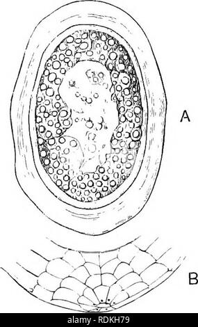 . Die Cambridge Natural History. Zoologie. Embryologie 153 vier Stunden eine große Veränderung ist gefunden stattgefunden zu haben. Die ganze oberflächliche Inhalt der Eier sind zu dieser Zeit in Gruppen angeordnet, mit dem Aussehen von separaten runden oder ovalen Massen, zusammen gedrückt, so viel Ihrer kugelförmigen Symmetrie zu zerstören. Das Ei Inhalte stehen auch in sehr unterschiedlichen Formen unterteilt, eine granulare Materie, und eine große Anzahl von transparenten Globuli, diese letztere ist der Fettsäuren Teil des Eigelb; diese sind überall präsent, aber in der Mitte gibt es einen Raum, wo Sie sehr spärlich sind, und Sie auch Stockfoto