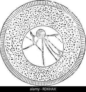 . Die Cambridge Natural History. Zoologie. Reaktion auf Reize 7. in der Regel in einem ausgeprägten Netzwerk angeordnet, Konfluierenden in eine "parietale Schicht" - innerhalb der nuklearen Wand; die Maschen Verfahren einen Hohlraum voller Flüssigkeit, die nuklearen sap und enthält in ihren Kurs das Granulat; während in die Kavität in der Regel sind ein oder zwei Tröpfchen von einem Dichteren suhstance nucleoles bezeichnet." Diese leicht in der Zusammensetzung aus dem Chromatin unterschiedlich Granulat^ (s. S. 24 f). Die Bewegungen der Leukozytären oder Amöben sind in der Regel die meisten Aktiven bei einer Temperatur von ca. 40 °C oder 100 °F, die " Stockfoto