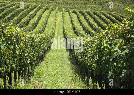 Vale dos Vinhedos, einer Region, in der Berge des Staates Rio Grande do Sul, im Süden von Brasilien, ist einer der wichtigsten Hersteller von Weinen, Säften ein Stockfoto