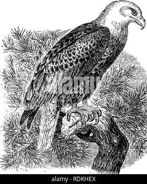 . Die Vögel von Illinois und Wisconsin. Vögel, Vögel. 474 Field Museum of Natural History - Zoologie, Vol. IX. Baum, aber häufiger auf einer Felsenklippe. Die Eier werden von zwei bis vier, Weiß matt oder gewaschen und mit Braun markiert. Sie meas-ure ca. 3 X 2,35 Zoll. Gattung HALI^ ETUS Savigny. 166. Haliseetus leucocephalus (Linn.). Der Weißkopfseeadler. Distr.: Nordamerika aus dem Norden von Mexiko nach British Columbia und Ungava (eine Unterart tritt in Alaska), Zucht in seinem gesamten Spektrum. Erwachsene: Tarsus, nicht vollständig befiedert wie in der Golden Eagle; Kopf, Hals und Schwanz, weiß; allgemeine Gefieder, Dunkelbraun; pri Stockfoto