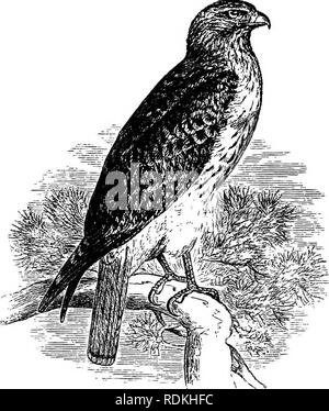 . Die Vögel von Illinois und Wisconsin. Vögel, Vögel. 462 Field Museum of Natural History - Zoologie, Vol. IX. Red-tailed Hawk. tarsus teilweise durch Federn und das ganze ohne Rotstich auf der Schulter oder obere Tragfläche Deckfedern fallenden Beihilfen - ing in unterscheiden es von anderen östlichen Arten. Das Nest ist groß, in einen Baum gebaut, und aus Reisig, Zweige, Moos und Blättern. Die Eier werden in der Regel drei, Weiß matt, manchmal mit einem schwachen Waschen blass braun und gelegentlich fleckig und mit Zimt braun markiert. Sie messen etwa 2,40 x 1,95 Zoll. Nidification beginnt in der Regel i Stockfoto