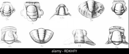 . Ordovizium Fossilien von North China. Paläontologie, Paläontologie. . Bitte beachten Sie, dass diese Bilder sind von der gescannten Seite Bilder, die digital für die Lesbarkeit verbessert haben mögen - Färbung und Aussehen dieser Abbildungen können nicht perfekt dem Original ähneln. extrahiert. Grabau, Amadeus W. (Amadeus William), 1870-1946. Peking, durch die Geologische Übersicht China veröffentlicht. Stockfoto