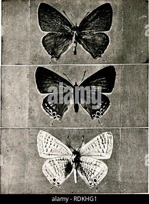 . Vögel in anderen Ländern, Reptilien, Fische, gelenkige Tiere und niedrigeren Formen;. Zoologie; Vögel, Reptilien und Fische. -.- Y la. 1 MAZARINE BLUE BUTTERFLY (männlich, weiblich, und UNUEKblDEj. LONG-TAILED BLUE BUTTERFLY (männlich, weiblich, und an der Unterseite). Bitte beachten Sie, dass diese Bilder sind von der gescannten Seite Bilder, die digital für die Lesbarkeit verbessert haben mögen - Färbung und Aussehen dieser Abbildungen können nicht perfekt dem Original ähneln. extrahiert. Cornish, C.J. (Charles John), 1858-1906. New York, Universität Gesellschaft Stockfoto