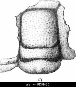 . Ordovizium Fossilien von North China. Paläontologie, Paläontologie. . Bitte beachten Sie, dass diese Bilder sind von der gescannten Seite Bilder, die digital für die Lesbarkeit verbessert haben mögen - Färbung und Aussehen dieser Abbildungen können nicht perfekt dem Original ähneln. extrahiert. Grabau, Amadeus W. (Amadeus William), 1870-1946. Peking, durch die Geologische Übersicht China veröffentlicht. Stockfoto