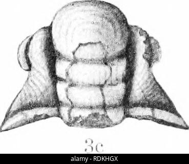 . Ordovizium Fossilien von North China. Paläontologie, Paläontologie. . Bitte beachten Sie, dass diese Bilder sind von der gescannten Seite Bilder, die digital für die Lesbarkeit verbessert haben mögen - Färbung und Aussehen dieser Abbildungen können nicht perfekt dem Original ähneln. extrahiert. Grabau, Amadeus W. (Amadeus William), 1870-1946. Peking, durch die Geologische Übersicht China veröffentlicht. Stockfoto