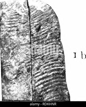 . Ordovizium Fossilien von North China. Paläontologie, Paläontologie. . Bitte beachten Sie, dass diese Bilder sind von der gescannten Seite Bilder, die digital für die Lesbarkeit verbessert haben mögen - Färbung und Aussehen dieser Abbildungen können nicht perfekt dem Original ähneln. extrahiert. Grabau, Amadeus W. (Amadeus William), 1870-1946. Peking, durch die Geologische Übersicht China veröffentlicht. Stockfoto