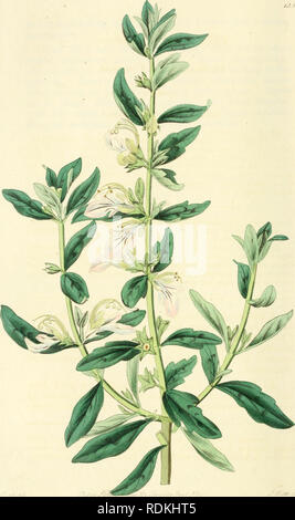 . Edwards' botanische registrieren, oder, ornamentalen Blumen - Garten und Gebüsch... Pflanzen, Zierpflanzen - - Großbritannien; Pflanzen, Zierpflanzen - - Großbritannien; Pflanze Einführung - - Großbritannien; fremder Pflanzen - - Großbritannien; Botanische Illustration - - Großbritannien; Botanische Illustration - - Großbritannien; Pflanzen; pflanzen. . Bitte beachten Sie, dass diese Bilder sind von der gescannten Seite Bilder, die digital für die Lesbarkeit verbessert haben mögen - Färbung und Aussehen dieser Abbildungen können nicht perfekt dem Original ähneln. extrahiert. Edwards, Sydenham, 1769?-1819; Lindley, John, 1799-1865. Lo Stockfoto