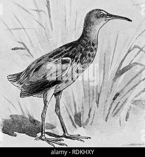 . Die Vögel von Illinois und Wisconsin. Vögel, Vögel. 382 Field Museum of Natural History - Zoologie, Vol. IX. 95. Rallus virginianus Linn. Virginia Rail. Distr. Nordamerika im Allgemeinen, von der Britischen Provinzen im Süden an Guatemala und Kuba. Erwachsene: etwas mit dem Aussehen von einem sehr kleinen König Schiene; Oberteile, dusky oder schwärzlich; Federn, umrandet mit Grau. Virginia Rail. Braun; Flügel, bräunlich; unter Teile, dunkle rufous Braun; Hals, weiß; Lores, ashy weiß, Schattierung in Grau auf den Wangen und Flanken und am Schwanz Deckfedern, gesperrt und mit weiß und schwarz gefleckt. Länge, 9.40; Wing, Stockfoto