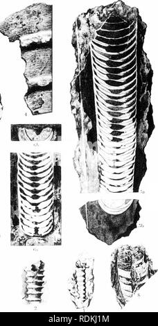 . Ordovizium Fossilien von North China. Paläontologie, Paläontologie. . Bitte beachten Sie, dass diese Bilder sind von der gescannten Seite Bilder, die digital für die Lesbarkeit verbessert haben mögen - Färbung und Aussehen dieser Abbildungen können nicht perfekt dem Original ähneln. extrahiert. Grabau, Amadeus W. (Amadeus William), 1870-1946. Peking, durch die Geologische Übersicht China veröffentlicht. Stockfoto