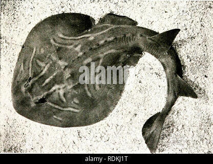 . Vögel in anderen Ländern, Reptilien, Fische, gelenkige Tiere und niedrigeren Formen;. Zoologie; Vögel, Reptilien und Fische. Foto von tf Sa SCHAUFEL - GEROCHEN SKATE Knoivn alio als Ike Halat'! Ray [AJ: IJird - ich diese seine trivial. Alle diese Strahlen, in der Tat, Iiave der einen oder anderen Form der gewaltigen offensive und defensive Appa- ratus. Der Stich-ray auf seinem Schwanz einen fürchterlichen gezackten Dolch, 6 oder 8 Zoll lang in großen Beispiele hat; während die ToRi'ED (I-oder Taub - Fisch hat elektrische Organe, die in den Kopf, mit der Hilfe von whicli Es kann einen Schock suffici en Tl) 'starke tlie Fische, auf dem Sie Feeds zu lähmen. Zwei interessante Stockfoto
