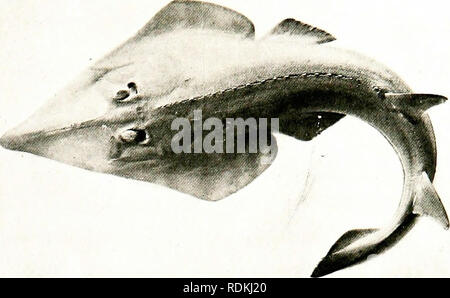 . Vögel in anderen Ländern, Reptilien, Fische, gelenkige Tiere und niedrigeren Formen;. Zoologie; Vögel, Reptilien und Fische. Haie und Rochen 271 r'. Foto von tf Sa SCHAUFEL - GEROCHEN SKATE Knoivn alio als Ike Halat'! Ray [AJ: IJird - ich diese seine trivial. Alle diese Strahlen, in der Tat, Iiave der einen oder anderen Form der gewaltigen offensive und defensive Appa- ratus. Der Stich-ray auf seinem Schwanz einen fürchterlichen gezackten Dolch, 6 oder 8 Zoll lang in großen Beispiele hat; während die ToRi'ED (I-oder Taub - Fisch hat elektrische Organe, die in den Kopf, mit der Hilfe von whicli Es kann einen Schock suffici en Tl) 'starke zu tlie Fische, auf dem es lähmen Stockfoto