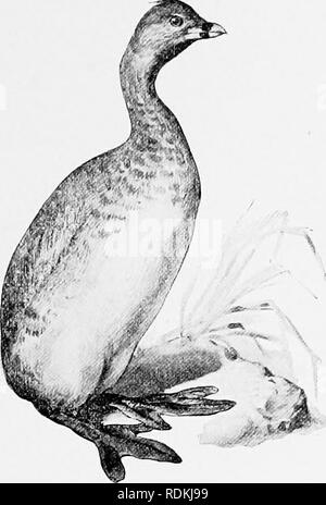 . Die Vögel von Illinois und Wisconsin. Vögel, Vögel. Jan., 1909. Vögel von Illinois und Wisconsin - Cory. 279 Staaten; nidification. beginnt im Mai. Das Nest befindet sich in einem Teich, Fluss oder slough, und ist in der Regel eine Masse von schwimmende Vegetation zwischen Schilf. Die Eier sind 4 bis 8 an der Zahl, Weiß matt, in der Regel mehr oder weniger fleckig und verschmutzt, und messen 1,75 x 1,20 Zoll. Pied-billed Grebe. Das Museum verfügt über eine Reihe von 5 Eiern dieser Arten in der Nähe von Calumet See, Chicago, 4. Juni 1904 übernommen. Unterordnung CEPPHI. Loons und Alken. Familie ALCIDJE. Alken, murres, etc. Der alken eingesperrt werden t Stockfoto