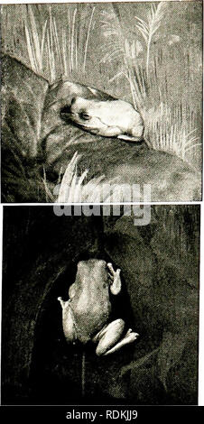 . Vögel in anderen Ländern, Reptilien, Fische, gelenkige Tiere und niedrigeren Formen;. Zoologie; Vögel, Reptilien und Fische. Frösche und Kröten 205 Der Baum - Frösche zu den verschiedenen Gruppen des Stammes dar. Alle Mitglieder sind mehr oder weniger arboreal in ihren Gewohnheiten, nur Reparatur auf dem Wasser während der Zucht - Saison oder Verlassen der Bäume Schutz in der Erde oder unter Steinen oder Holz für den Winterschlaf zu suchen. Als Anpassung für Ihre besonderen Gewohnheiten, die Zehen der Baum - Frösche sind an den Spitzen mit suctorial Datenträger zur Verfügung gestellt, so dass sie senkrecht oder smoothl laufen können)". Stockfoto