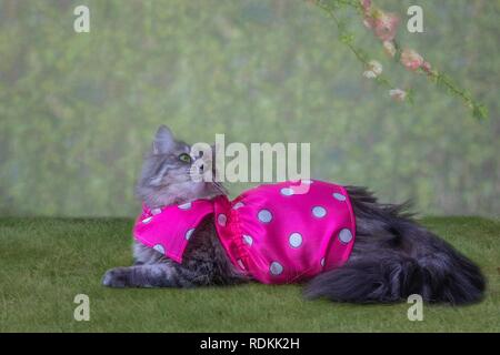 Portrait lustig grau Kitty auf die Feder Rasen Stockfoto