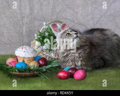 Lustige grau Kitty bei Bild Osterhase Stockfoto