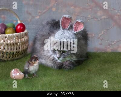 Lustige grau Kitty bei Bild Osterhase Stockfoto