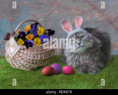 Lustige grau Kitty bei Bild Osterhase Stockfoto