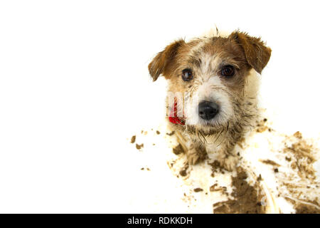 DIRTY DOG ISOLIERT. FUNNY JACK RUSSELL NACH DEM SPIEL IN ein SCHLAMMLOCH. STUDIO SHOT auf weißem Hintergrund. Stockfoto