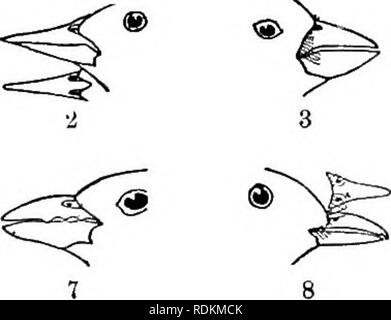 . Vögel der Usa östlich der Rocky Mountains; ein Handbuch für die Identifizierung von Arten in der Hand oder im Busch. Vögel. 44 KET UND DESCEIPTION (E. Bill schlank, etwa so hoch wie breit an der Basis, und regelmäßig gekrümmten nach unten, von der Basis bis zum sehr akuten Tipp. Ich habe die Bahama Honig Kriechgang (636. Ccereba bahamensis), der Familie Ccer^ bidse, hat im südlichen Florida gefunden worden.) E. Rechnung höher als breit an der Basis.^ (F.) F. Bill Stout, die an der Basis und mit dem Gähnen so gewinkelt wie die Mundwinkel nach unten zu bringen; 2 a*s6lo keine Lappen oder Kerben an der Schneide des oberen Mann Stockfoto