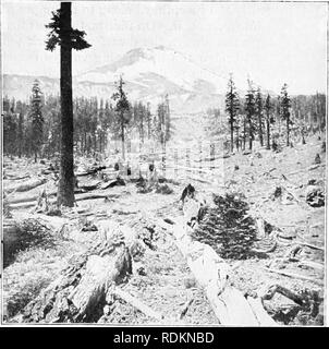 . Ergebnisse einer biologischen Umfrage des Mount Shasta, Kalifornien. Natural History; Natural History. TIMBERLINE. 27 tbein Öl über eine nahezu ebene mit tiiict sucli resistless Ibroe tliat fsme Paar jetzt links staiuling sind tief in einer Höhe von 10 bis 15 Fuß über dem Boden gezeichnet, die zeigen, wo sie durch andere Bäume, die über den tiefen Schnee angeschlagen wurden. Hunderte von riesigen Trunks 75 bis 100 Fuß lang und.&gt; oder 4 Fuß im Durchmesser sind krank Wüst conriision über den breiten Bereich tliat gestreut markiert den Ort, wo diese terrific Lawine Lippe linally verlangsamt und gestoppt. Der nebenstehenden Grafik sh Stockfoto