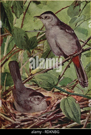 . Vögel, die man genau kennen sollte. Vögel. Nafional Associalion von Audubon tiocielies CATBIRD Siehe patjc Jf 9. Bitte beachten Sie, dass diese Bilder sind von der gescannten Seite Bilder, die digital für die Lesbarkeit verbessert haben mögen - Färbung und Aussehen dieser Abbildungen können nicht perfekt dem Original ähneln. extrahiert. , Neltje Blanchan, 1865-1918. Garden City, N.Y.: Doubleday, Page, für Nelson Doubleday Stockfoto