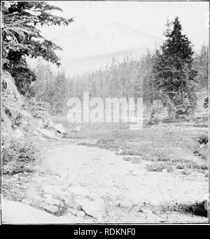 . Ergebnisse einer biologischen Umfrage des Mount Shasta, Kalifornien. Natural History; Natural History. 14 NORDAMERIKANISCHEN FAUNA. [Art.Nr. 16 als Anlass erforderlich. Und da alle die Schluchten von Shasta Strahlen vom Gipfel, alle Waren auf Dieser trij gekreuzt). Ein Base Camp war der nächste in einem Hain von Schwarz alpine Saum etabliert - Schlösser in der Nähe der Leiter der West Branch von Squaw Griechisch, in der Nähe und östlich des oberen Ende des Eed Butte. Hier eine oder mehrere der Partei blieb kontinuierlich vom 1. August bis 24. September. Alles in allem, ist dies wahrscheinlich die beste Campingplatz auf Shasta, obwohl ich mir nicht bekannt Stockfoto