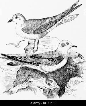 . Kapitel auf der natürlichen Geschichte der Vereinigten Staaten. Zoologie. 184 KAPITEL AUF DER NATURAL HISTORY in der Nähe von]} - zu einer solchen Tern als die Küstenseeschwalbe (Sterna para-disoea), während auf der anderen Seite die Möwe-billed tern (Gelochelidon Nilotica) mehr oder weniger fast Ansätze einige Der stouter-gebildet Möwen der Gattung Larus. Wie bei der schwarzen Skimmer. Abb. 49. Ross's Möwe (Hhodostethia rosea). (Reduziert.) Ttie obere Abbildung ist ein erwachsener Mann im Winter Gefieder; die unteren, eine junge Frau von der ersten Herbst. Des Autors.* (Rynchops nigra), habe ich an anderer Stelle Aufmerksamkeit zu was b genannt Stockfoto