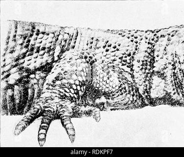 . Kapitel auf der natürlichen Geschichte der Vereinigten Staaten. Zoologie. Der VEREINIGTEN STAATEN 1!) wärmt seine Schnupftabak - Braun roils, allein, gefürchtet und gemieden. Alle freuen, dass diese glückliche Saison einmal mehr geöffnet, und das Schwache Verständnis der Winter Gott ist zurückgezogen. Wo ist Anolis jetzt? Wir haben es nicht weit zu gehen, in der Tat, unser bi-farbigen Masquerader zu finden, siehe die Smaragd-plattiert Scamp, wie er Augen, die Sie von der stärkste Teil des Pecan, unter denen sie stehen. Aber was ist er bis zu! Sie beobachten ihn leise, und seine employmeni scheint von solcher Art, dass er bald vollständig ignoriert sie. und fährt mit ihm in alle Ri Stockfoto