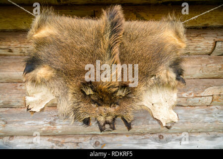 Wilde Tiere Fell Wildschwein hängen auf der Holz Wand außerhalb Stockfoto