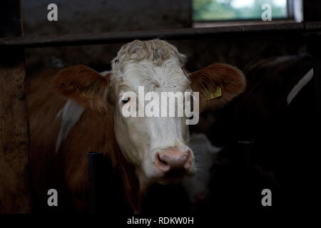 Eine braune Kuh in einem Schuppen auf einem Bauernhof Stockfoto