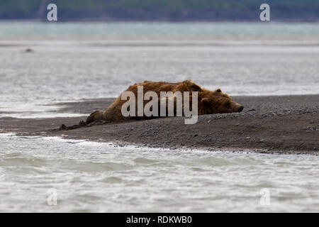 Ein Braunbär, Ursus arctos, brach für ein Nickerchen am Strand von Hallo Bay, Katmai National Park, Alaska, USA, ein beliebter Ort für Bären beobachten Stockfoto