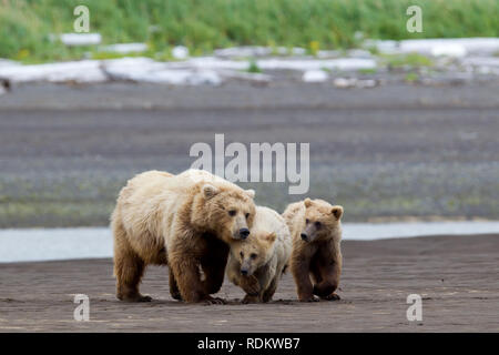 Braunbär, Ursus arctos, sow und jungen Wandern am Strand von Hallo Bay, Katmai National Park, Alaska, USA, wo Bären beobachten ist eine beliebte Aktivität Stockfoto