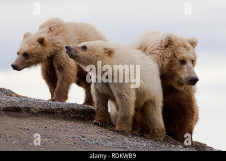 Braunbär, Ursus arctos, sow und jungen Wandern am Strand von Hallo Bay, Katmai National Park, Alaska, USA, wo Bären beobachten ist eine beliebte Aktivität Stockfoto