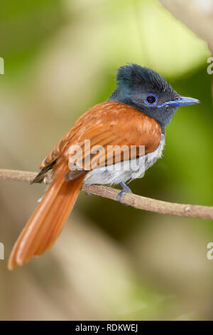 Eine farbenfrohe afrikanische Paradies, Terpsiphone viridis, Sitzstangen auf einem Zweig in den Wald von Umlalazi, KwaZulu-Natal, Südafrika. Stockfoto