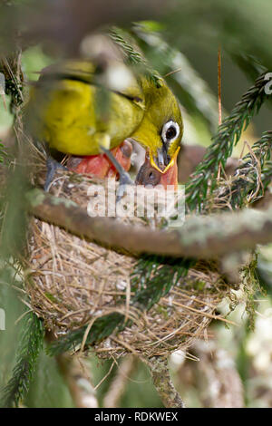 Ein Cape White-eye, Convolvulus virens, speist seine Schlüpflinge in einem Nest in, Umlalazi, KwaZulu-Natal, Südafrika. Stockfoto